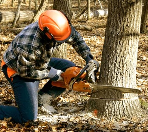 Tree Removal in Corriganville, MD